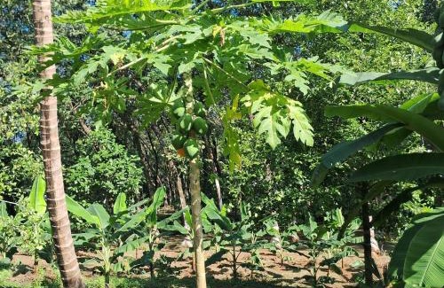 Todupulai House | Traditional house - Agri farm stay