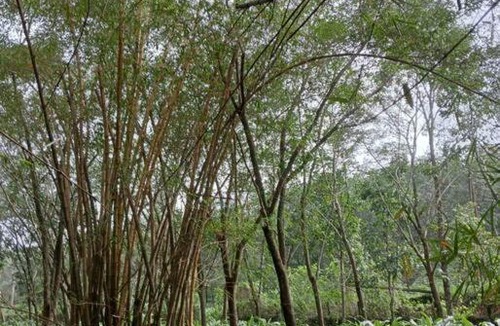 Kedavur House | Nellari Heritage Bungalow