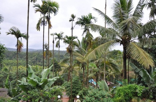 Mananthavady Resort | Private room ∙ 2 guests