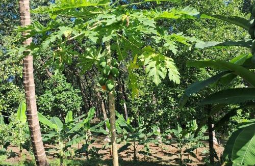 Todupulai House | Traditional house - Agri farm stay