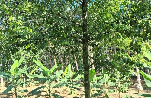 Todupulai House | Traditional house - Agri farm stay