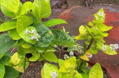 Kovalam House | Ushas Guest House