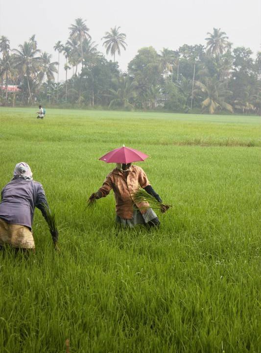 Photo of Human In Picture in Champakulam
