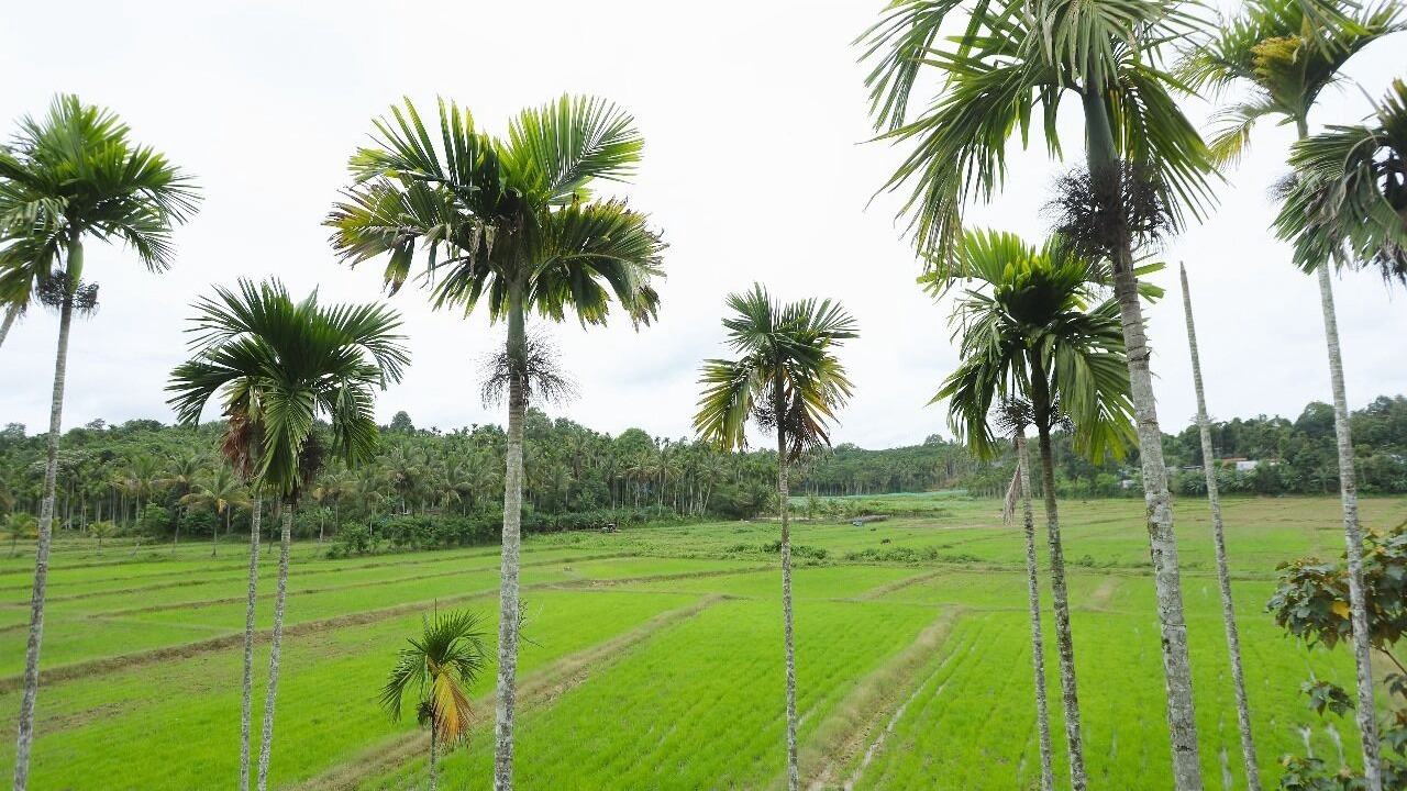 Photo of Outdoor in Sulthan Bathery