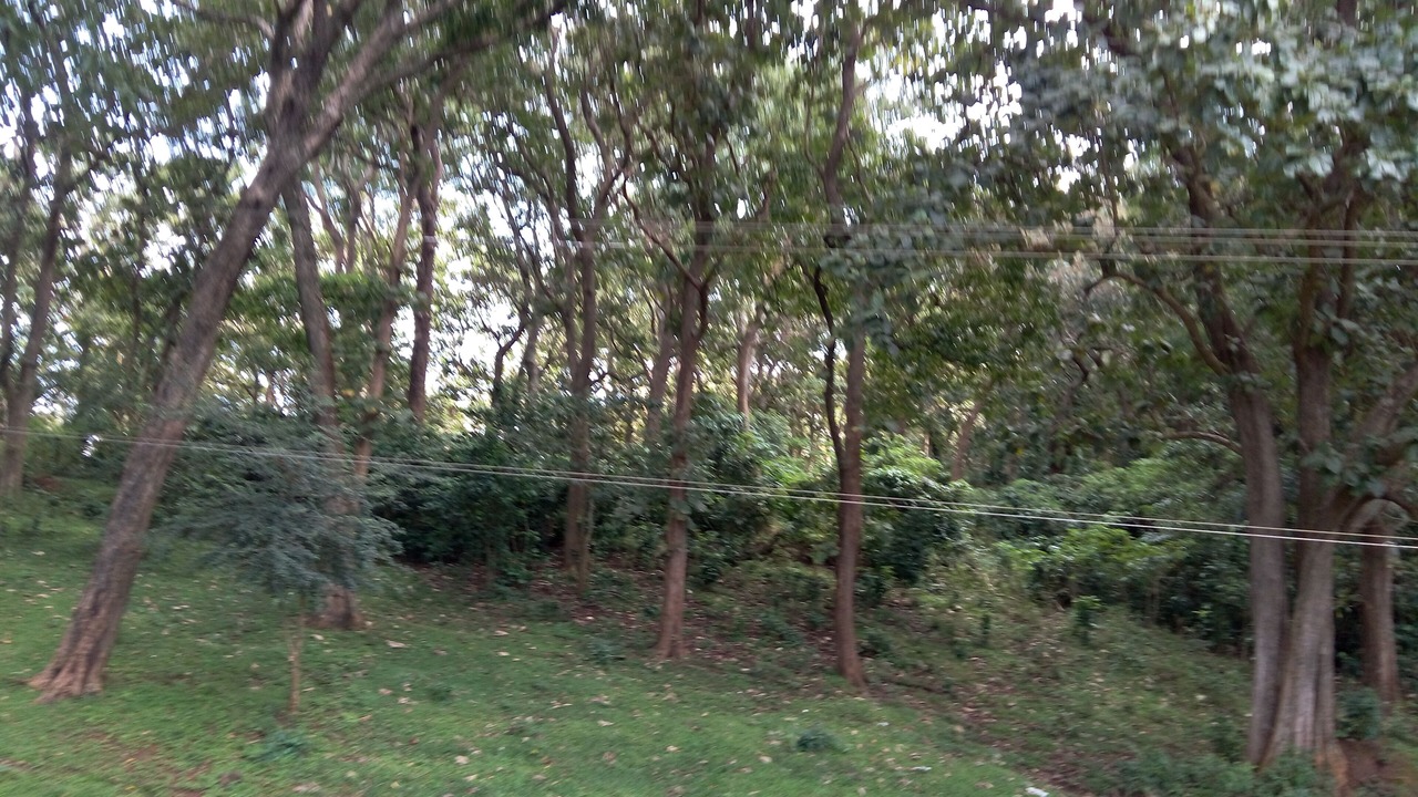 Photo of Outdoor in Kumily