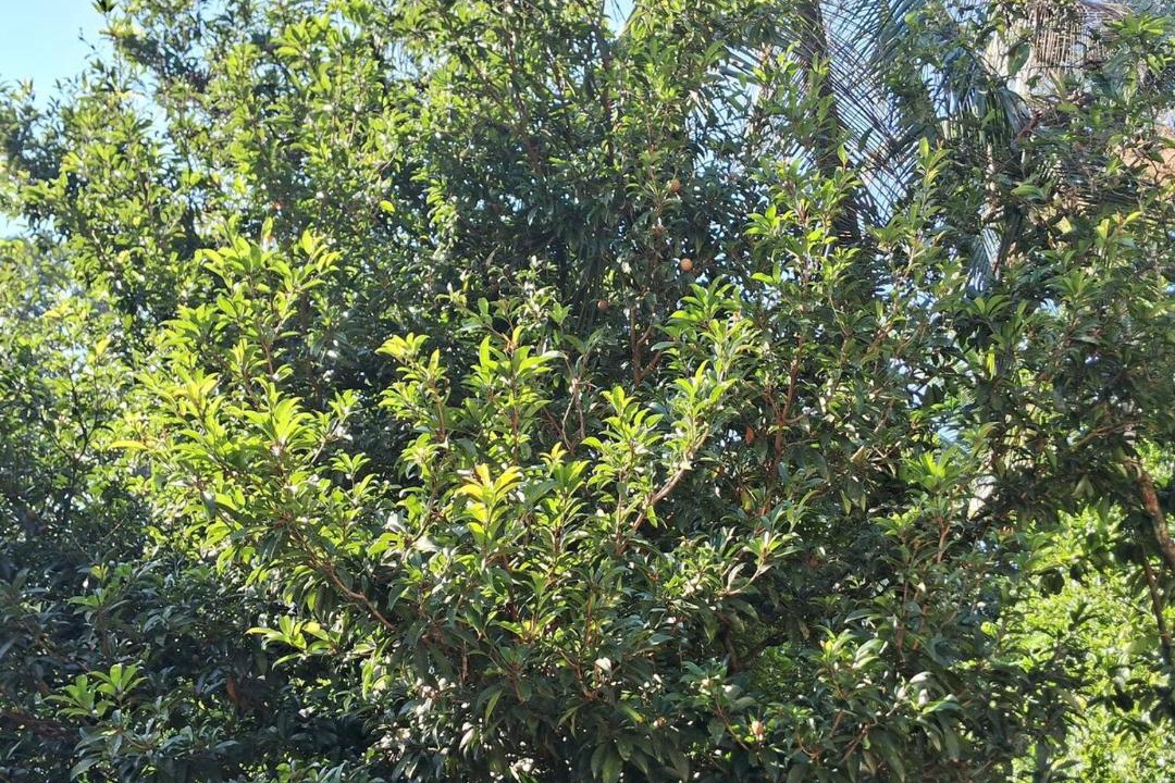 Photo of Outdoor in Todupulai