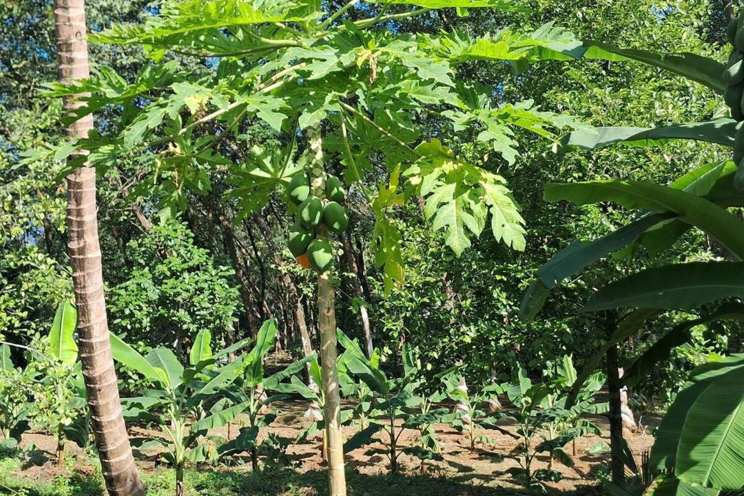 Photo of Others in Todupulai