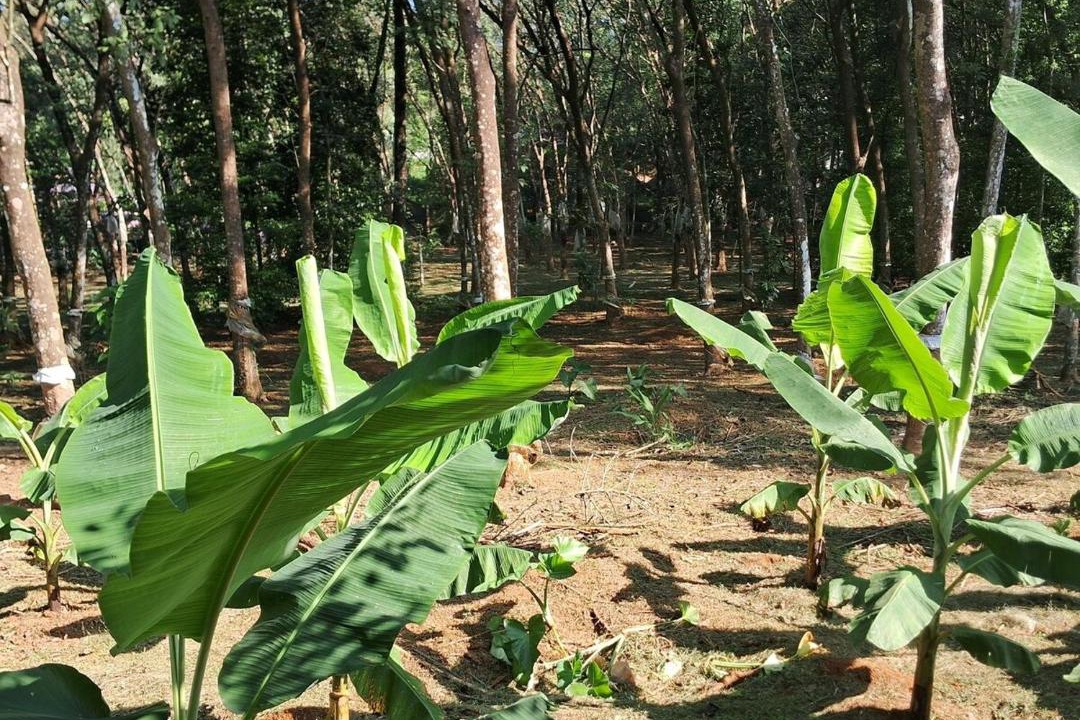 Photo of Outdoor in Todupulai