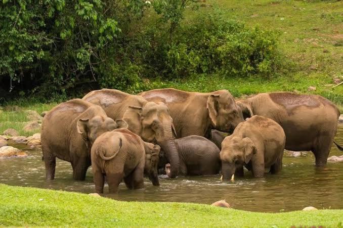 Photo of Others in Devikolam