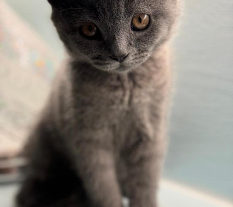 Photo of Others in Pozzolengo