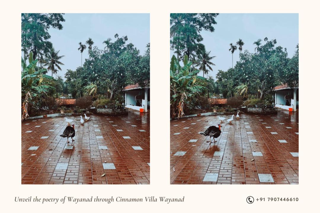 Photo of Others in Mananthavady