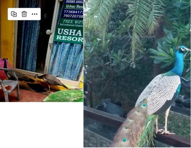 Photo of Others in Kovalam