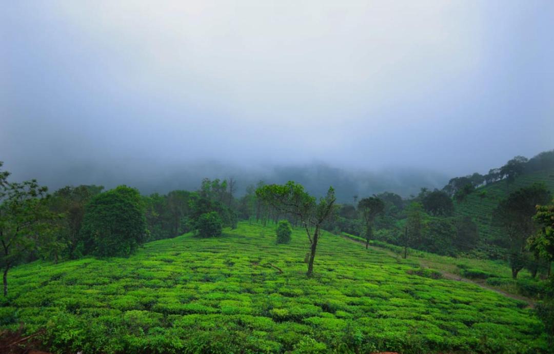 Photo of Others in Elappara