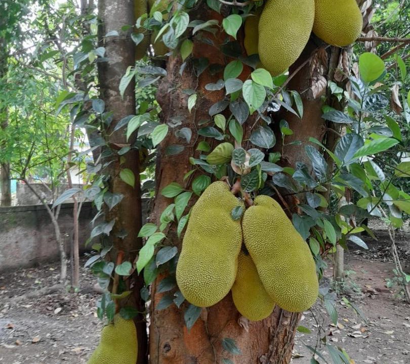 Photo of Outdoor in Aluva